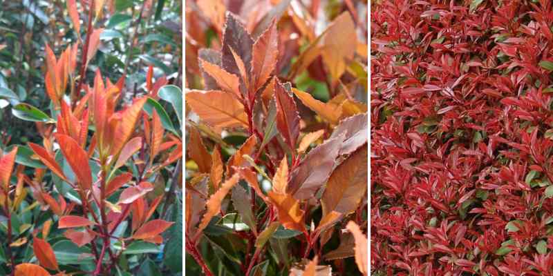 varietes feuillage rouge photinia