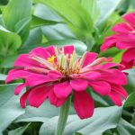 Qu’est-ce qu’une plante annuelle ? Définition simple et variétés incontournables