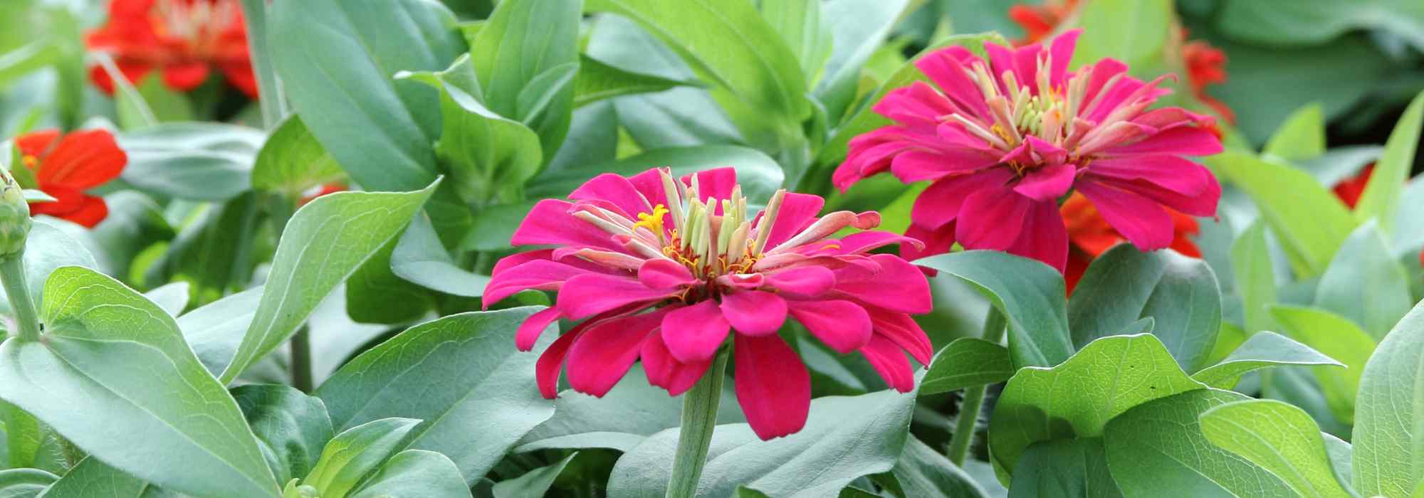 Qu’est-ce qu’une plante annuelle ? Définition simple et variétés incontournables