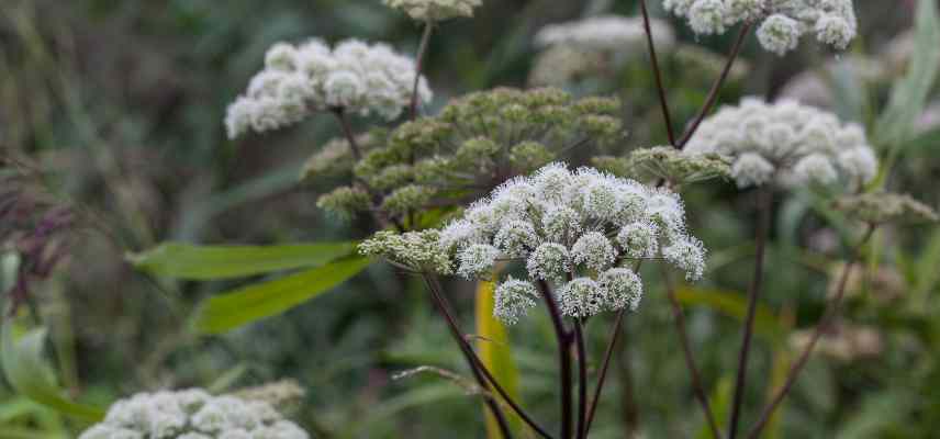 Angelique archangelica