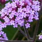 Comment réussir la plantation et l’entretien de la verveine de Buenos Aires ?