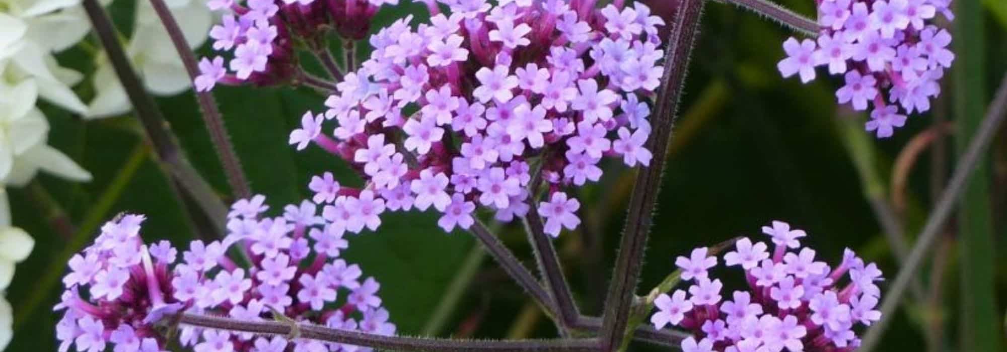 Comment réussir la plantation et l’entretien de la verveine de Buenos Aires ?