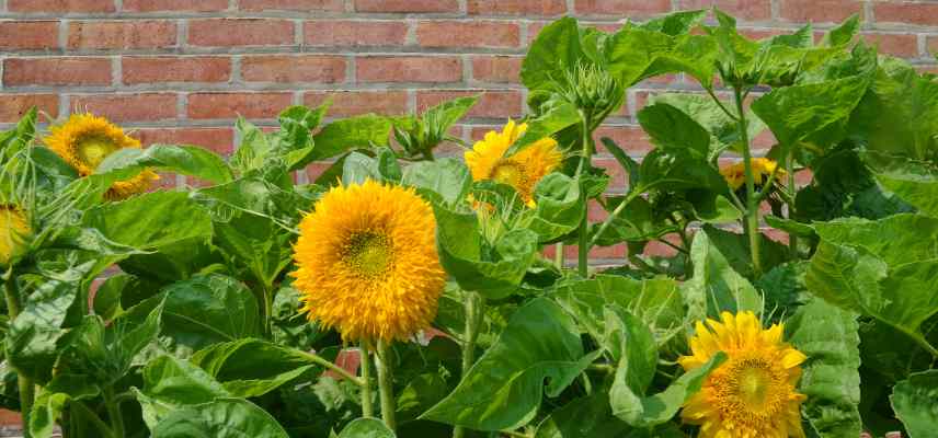 plante poussant vite jardin