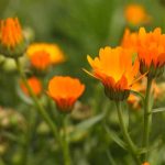 Plantes annuelles à croissance rapide : un jardin fleuri en un temps record