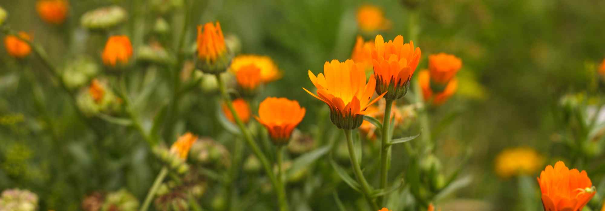 Plantes annuelles à croissance rapide : un jardin fleuri en un temps record