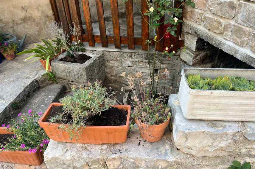 plantes pour jardinieres maison de vacances ©Dorothee Bousquet