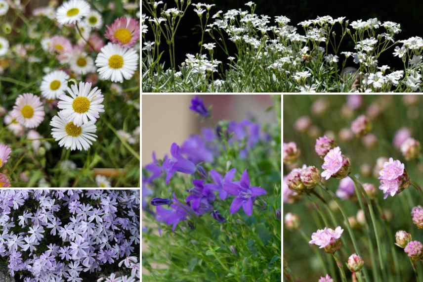 fleurs pour pot maison de vacances