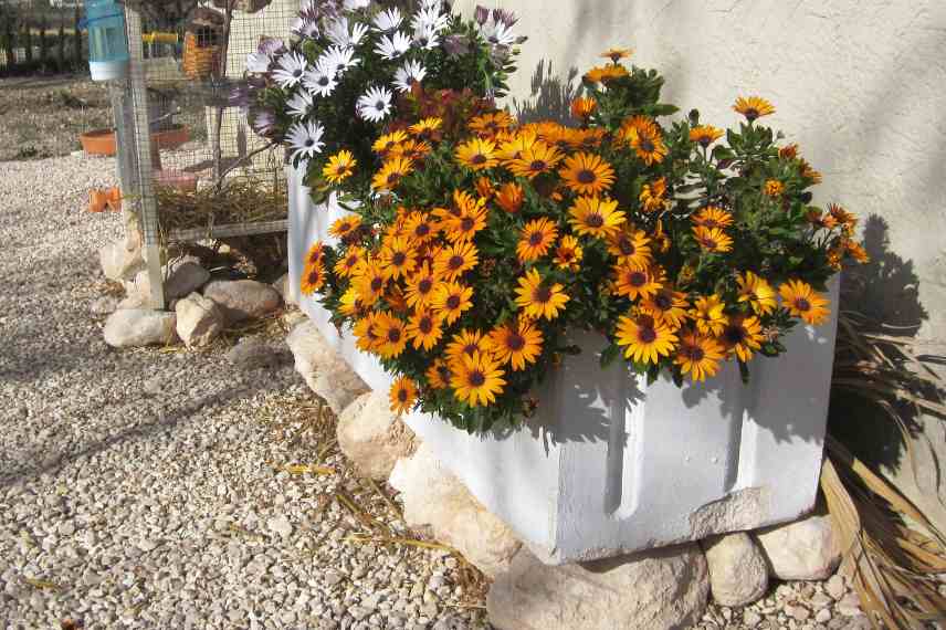 plantes pour pot residence secondaire