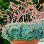 Résidence secondaire : que planter dans ses pots, bacs et jardinières ?