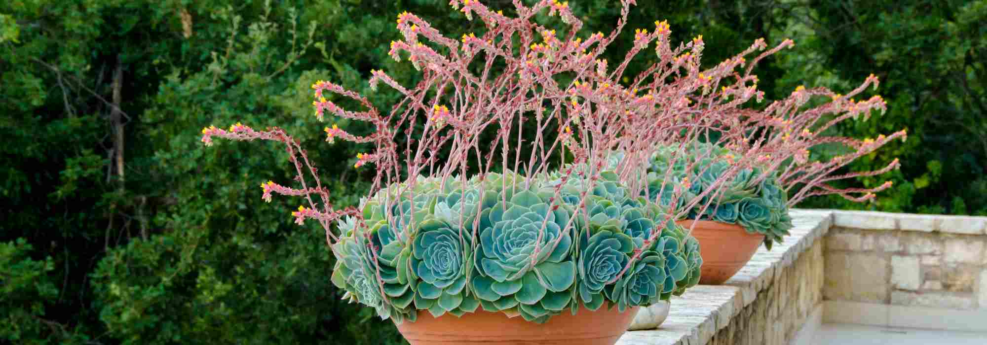 Résidence secondaire : que planter dans ses pots, bacs et jardinières ?