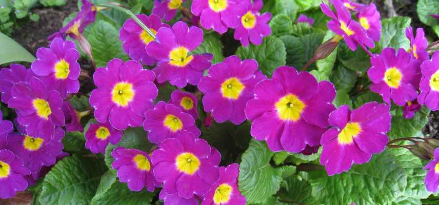 bisannuelles quelle expositon