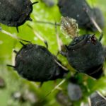 Semer des fleurs au potager : une solution naturelle contre les pucerons