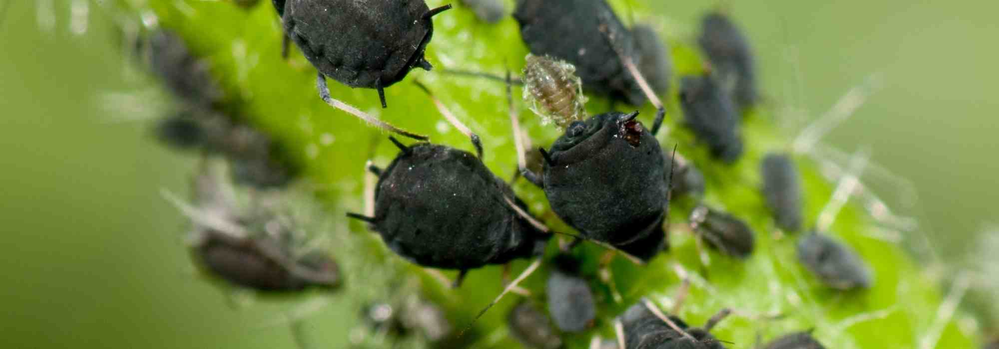 Semer des fleurs au potager : une solution naturelle contre les pucerons