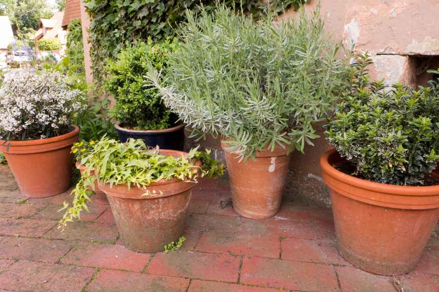 conseils astuces pour plantes en pot jardinieres maison secondaire