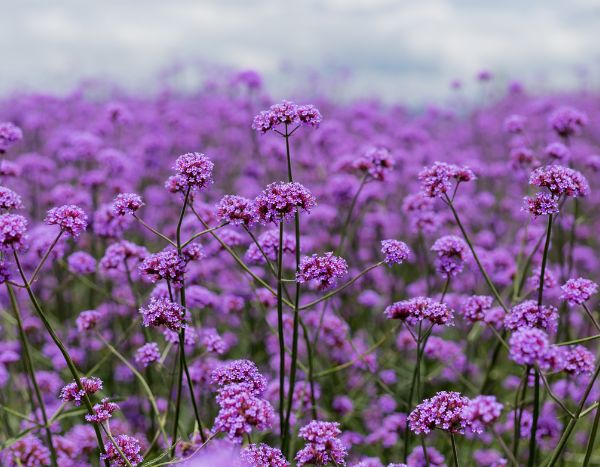 Comment récolter et semer les graines de verveine de Buenos Aires ?