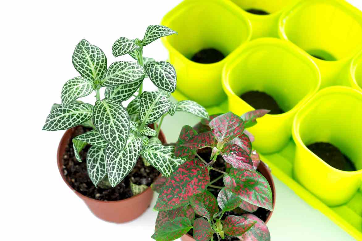 soins entretien Hypoestes