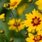 Semer les Coreopsis : la méthode facile pour un été plein de fleurs