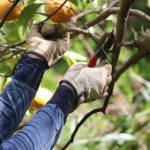 Quand et comment tailler un mandarinier ?