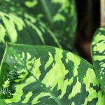 Les plantes d'intérieurs que vous ne verrez pas dans le salon de votre voisin