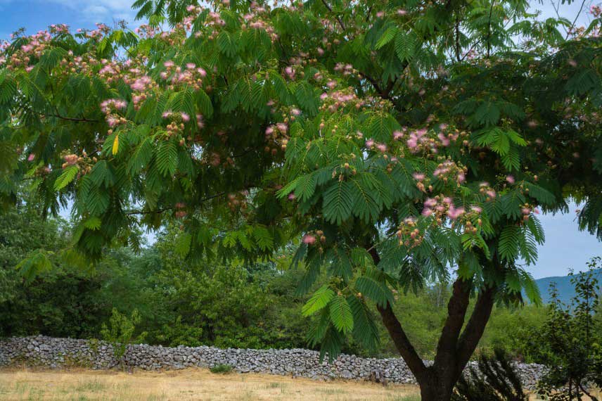 L'Albizia s'adapte aux terrains secs, pauvres et filtrants