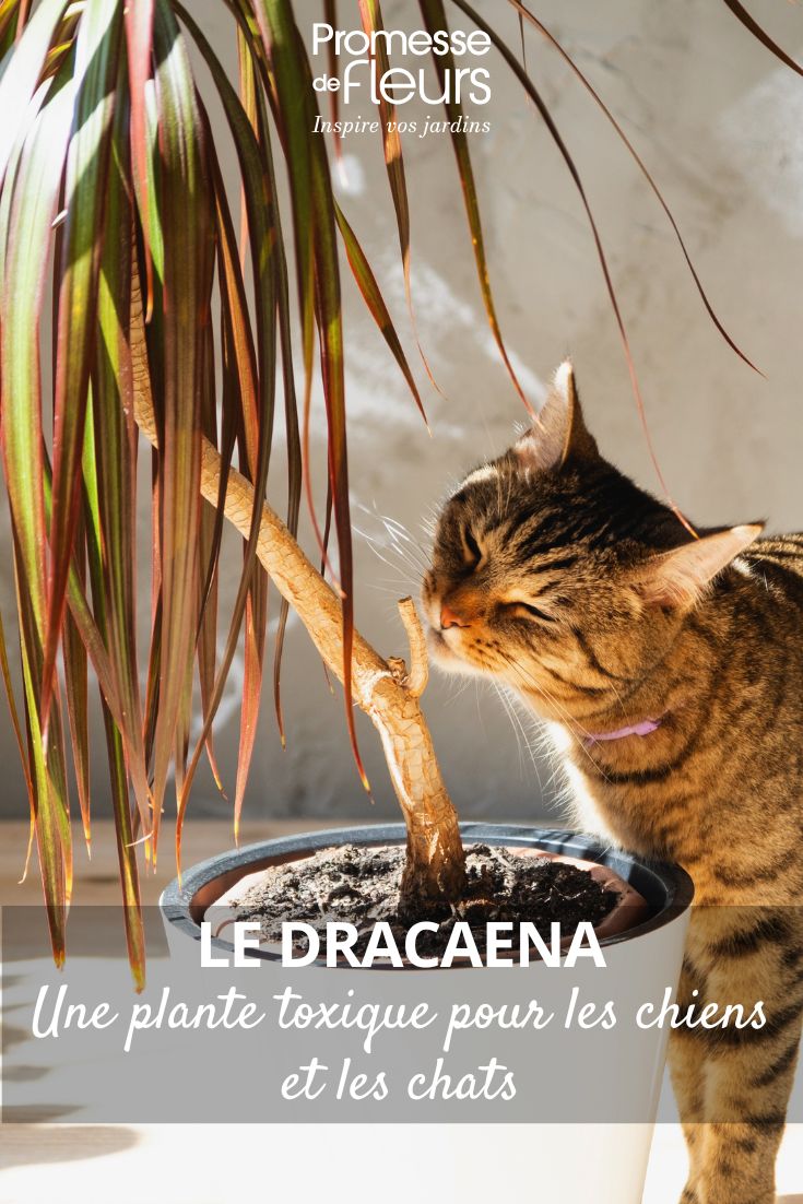 un chat sent un dracaena