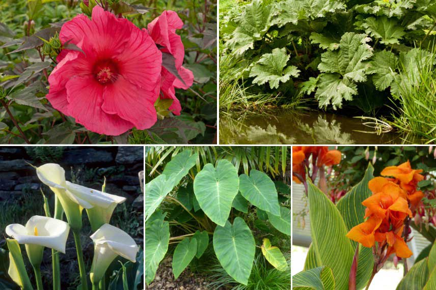 Idée d'association avec l'Hibiscus moscheutos sur les berges d'un bassin