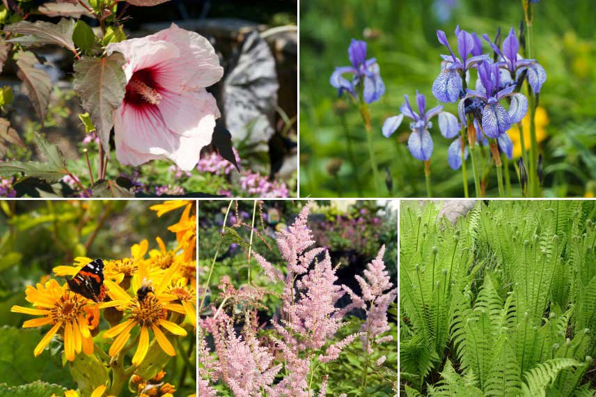 Association avec l'Hibiscus des marais dans un massif humide