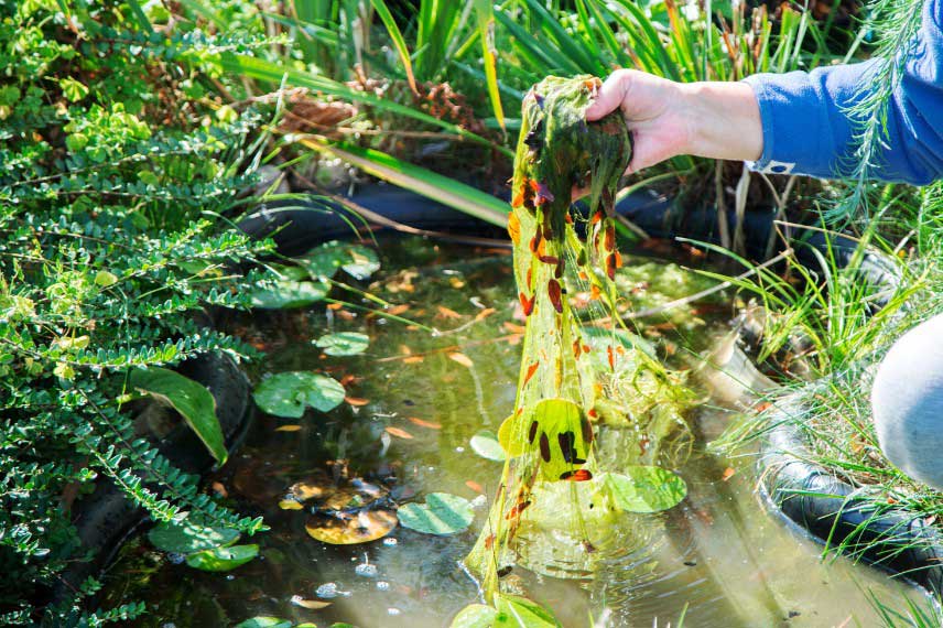 L'entretien d'un bassin