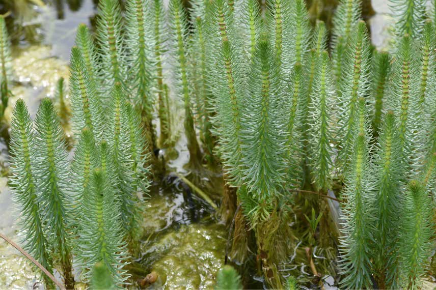 Plante oxygénante pour bassin naturel