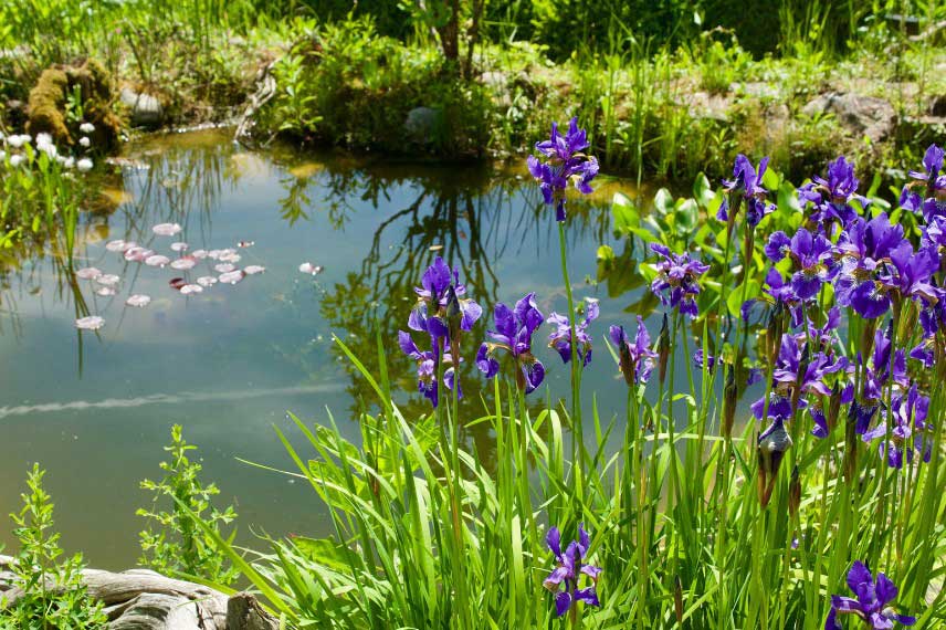 Bassin naturel et écologique