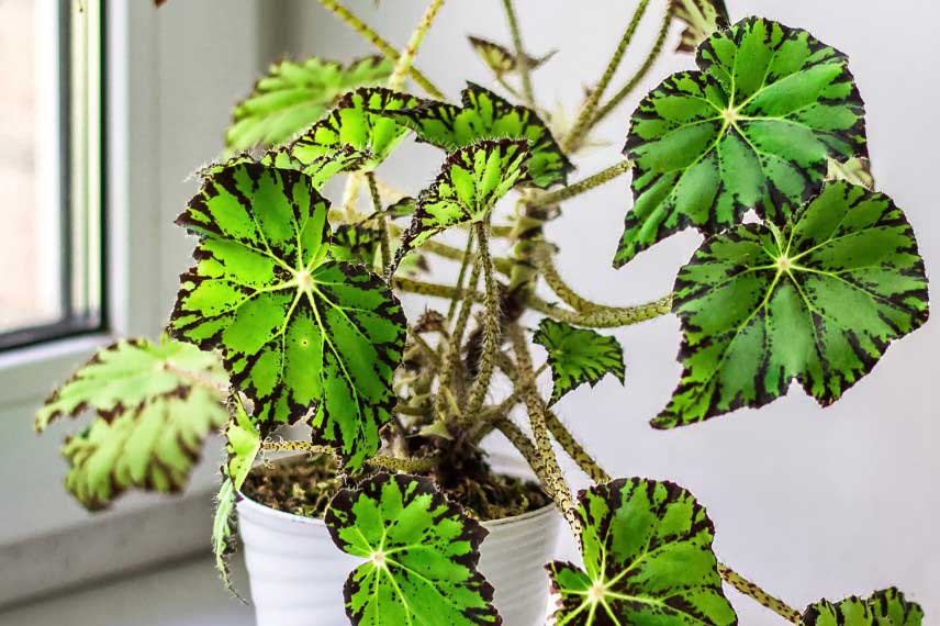 Begonia d'interieur a feuillage decoratif