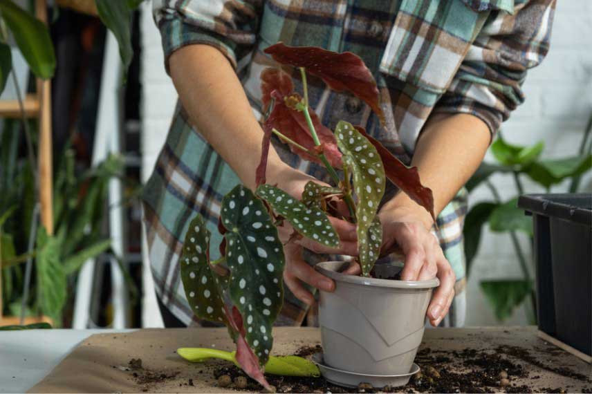 Comment rempoter le Begonia maculata
