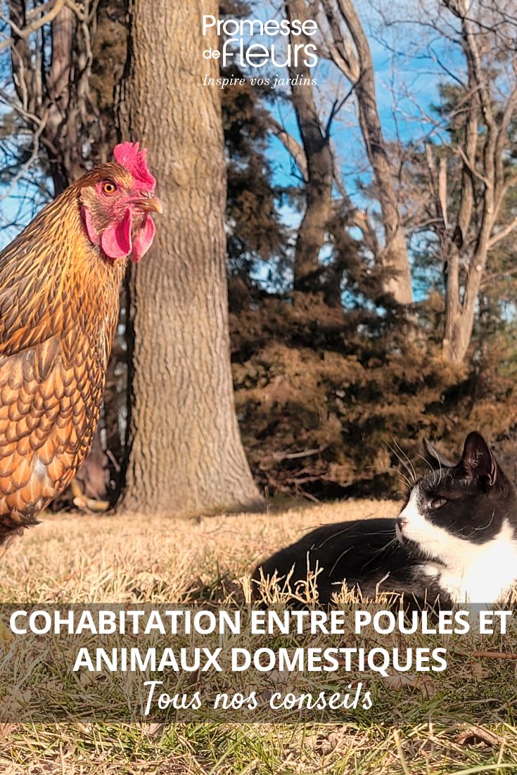 une poule et un chat cohabitent un jardin