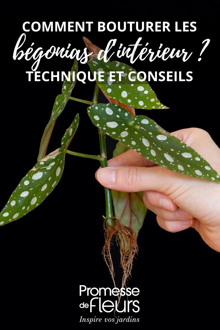 bouture d'un bégonia Maculata