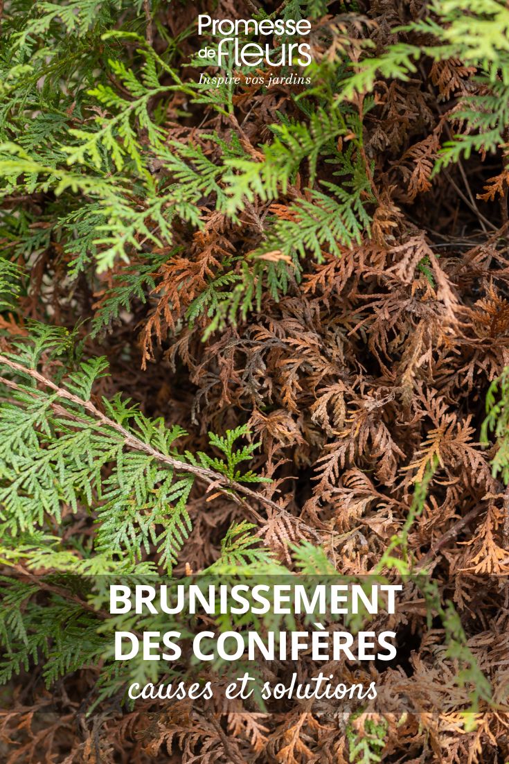Conifère malade