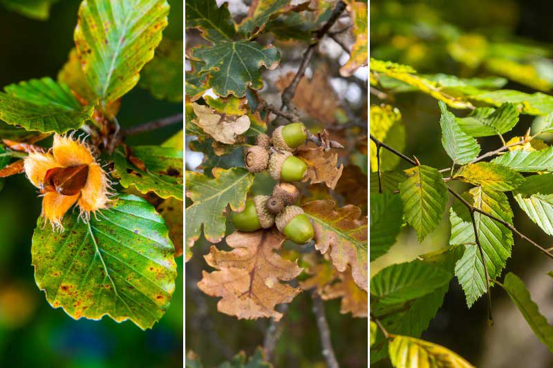Réchauffement climatique : les arbres les plus vulnérables