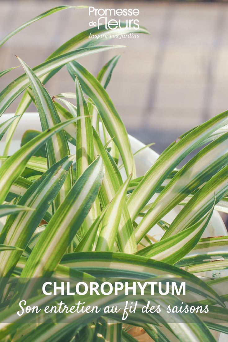 feuillage du Chlorophytum