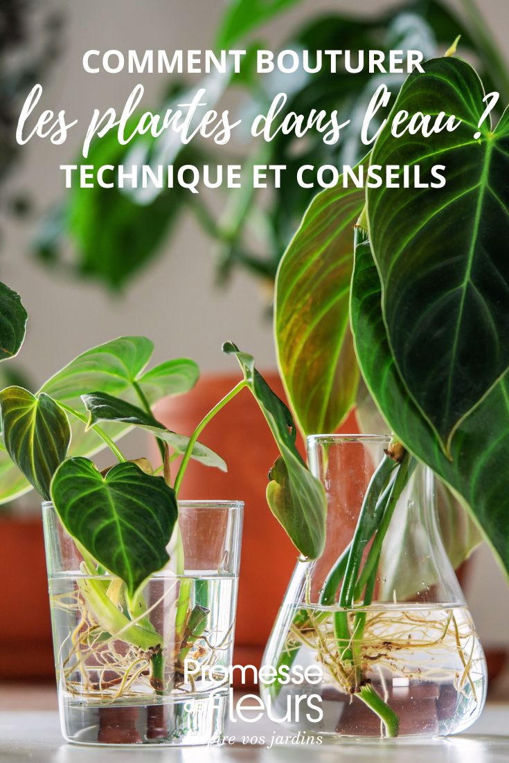 boutures de plantes dans l'eau