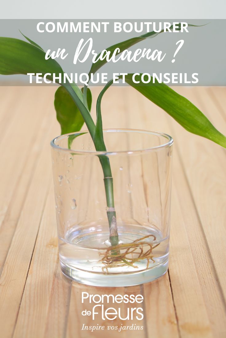 bouture de dracaena