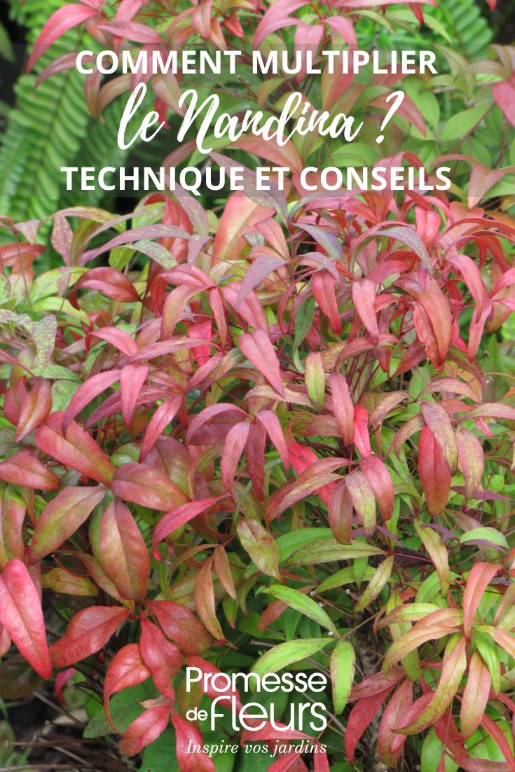 un nandina ou bambou sacré