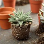 Comment rempoter les plantes grasses sans les abimer ?