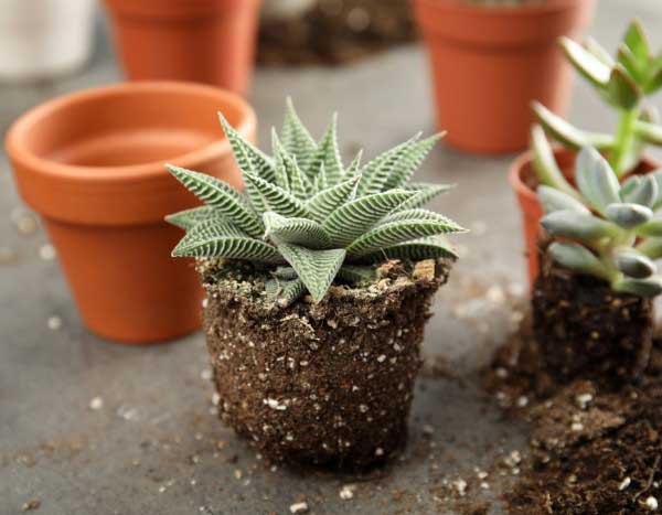 Comment rempoter les plantes grasses sans les abimer ?