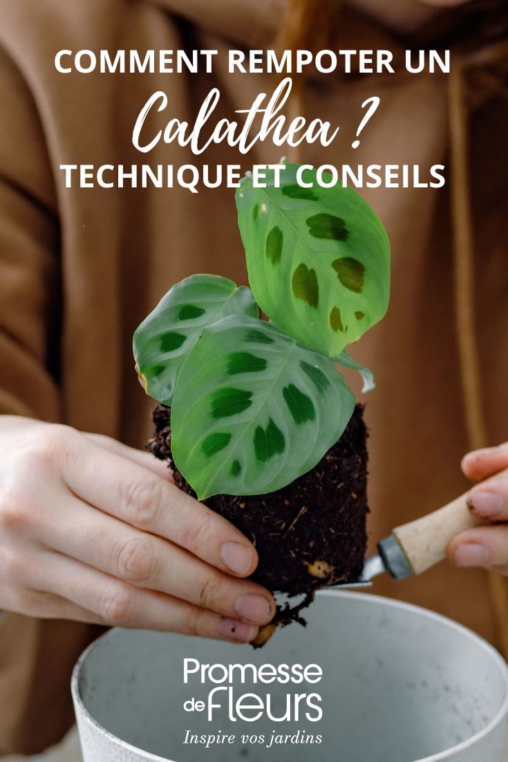 rempotage d'une plante d'interieur