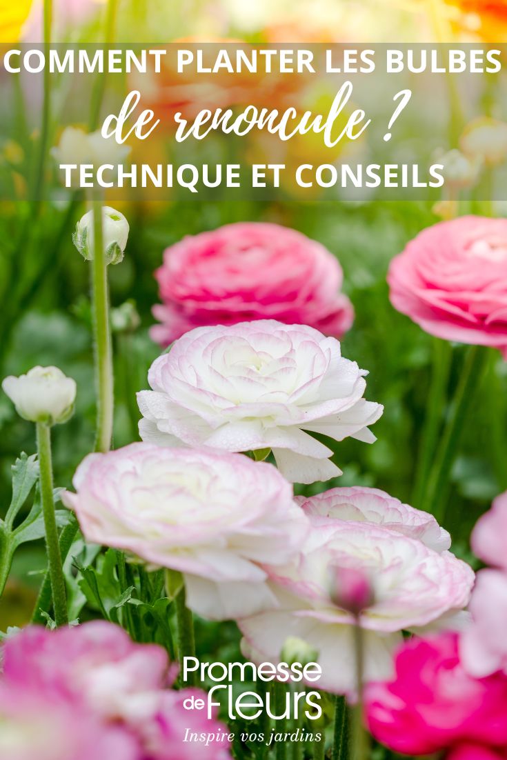 fleurs de renoncule