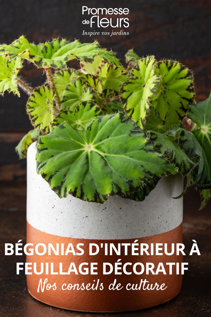 Begonia Rex Red Jive