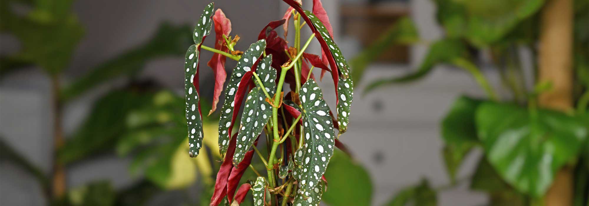 Comment cultiver et entretenir vos bégonias d'intérieur panachés ou irisés ?