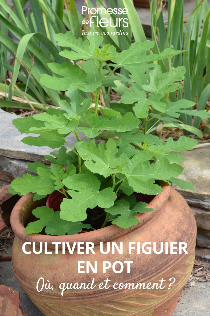 figuier en pot