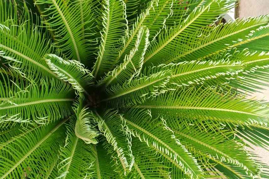 plantes toxiques pour les animaux Cycas revoluta