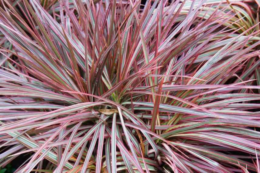 dracaena entretien pendant l'année