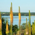 Comment planter les bulbes d’Eremurus ou lys des steppes ?